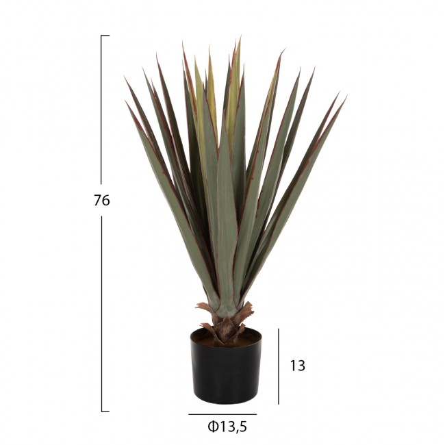 Φυτό "SISAL AGAVE" σε γλάστρα  Φ13,5x13-76