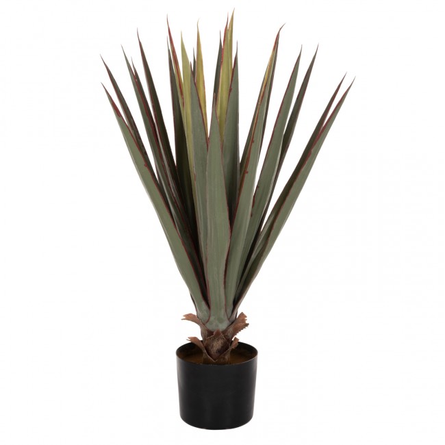 Φυτό "SISAL AGAVE" σε γλάστρα  Φ13,5x13-76