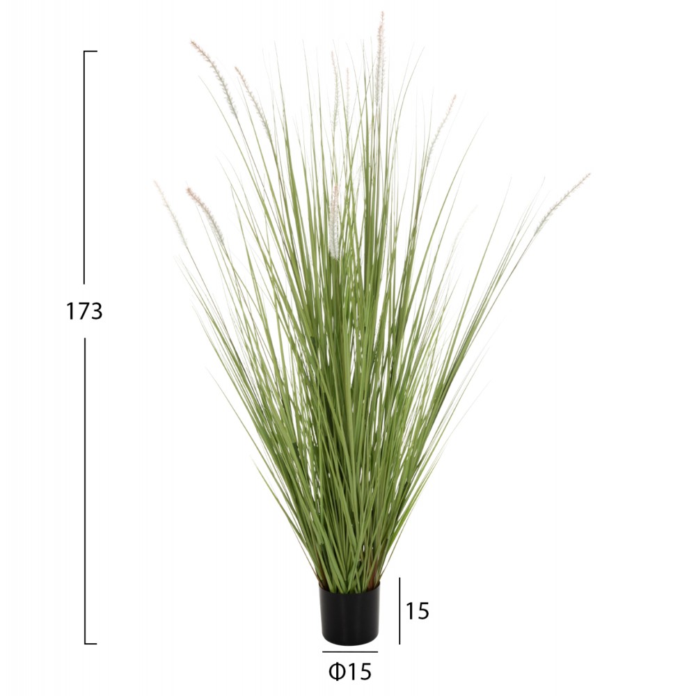 Φυτό "BRISTLEGRASS" σε γλάστρα Φ15x15-173