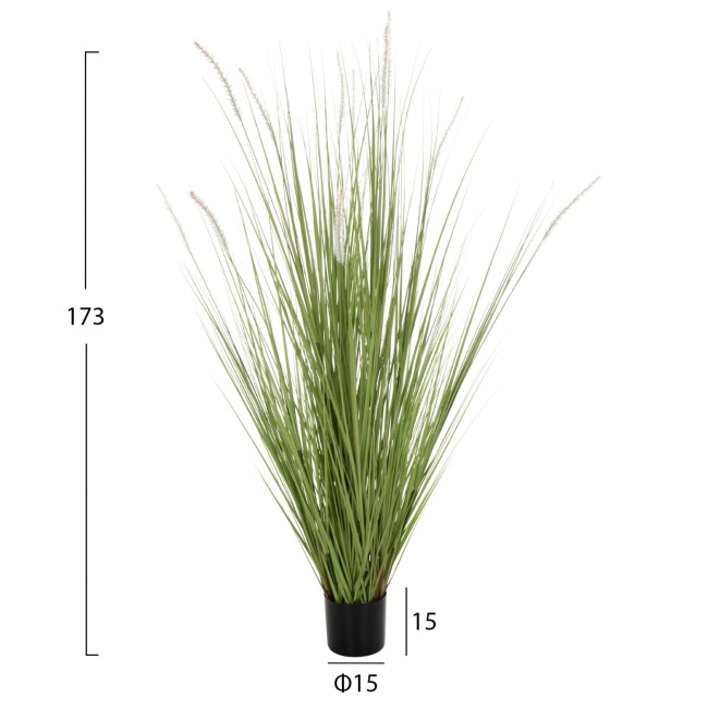 Φυτό "BRISTLEGRASS" σε γλάστρα Φ15x15-173