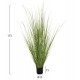 Φυτό "BRISTLEGRASS" σε γλάστρα Φ15x15-173