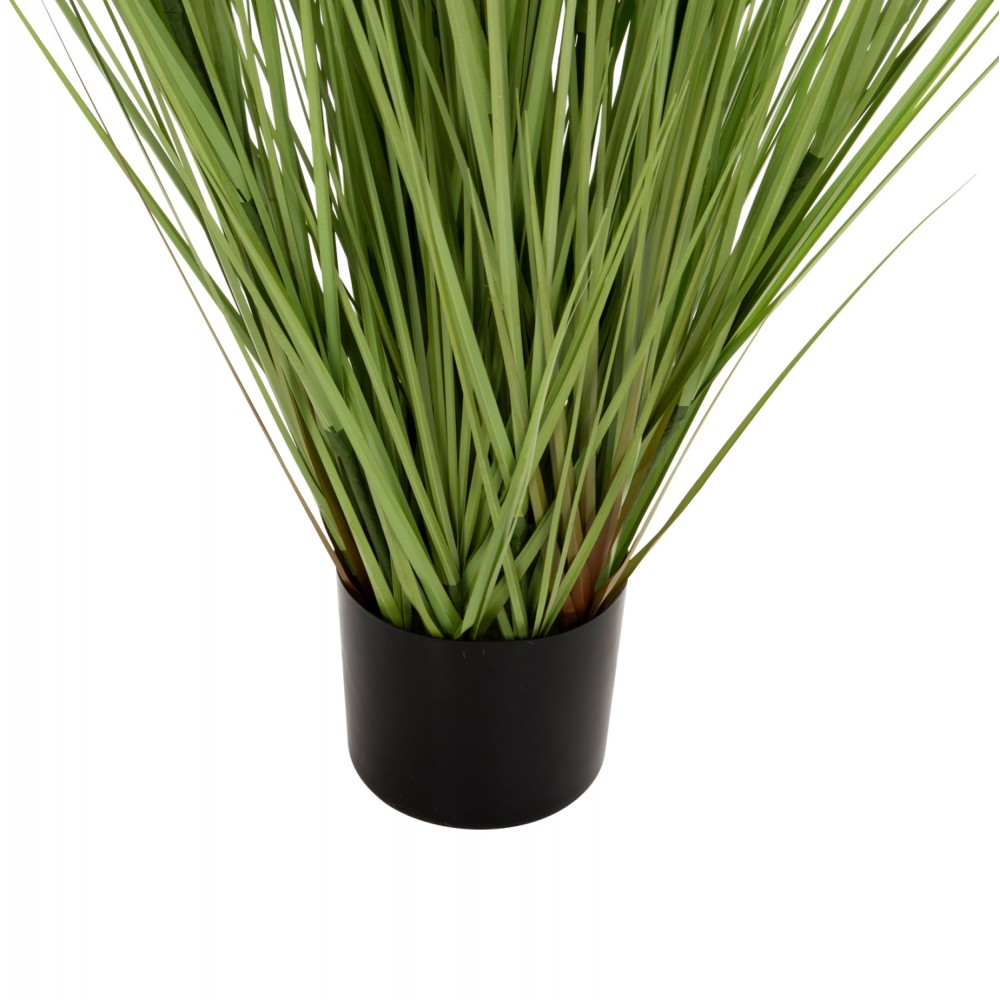 Φυτό "BRISTLEGRASS" σε γλάστρα Φ15x15-173