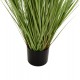 Φυτό "BRISTLEGRASS" σε γλάστρα Φ15x15-173