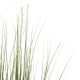 Φυτό "BRISTLEGRASS" σε γλάστρα Φ15x15-173