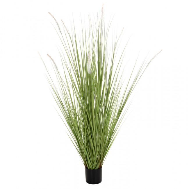 Φυτό "BRISTLEGRASS" σε γλάστρα Φ15x15-173