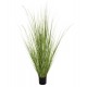 Φυτό "BRISTLEGRASS" σε γλάστρα Φ15x15-173