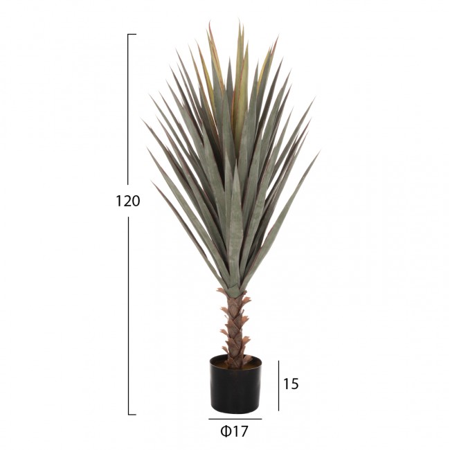 Φυτό "SISAL AGAVE" σε γλάστρα Φ17x15-120