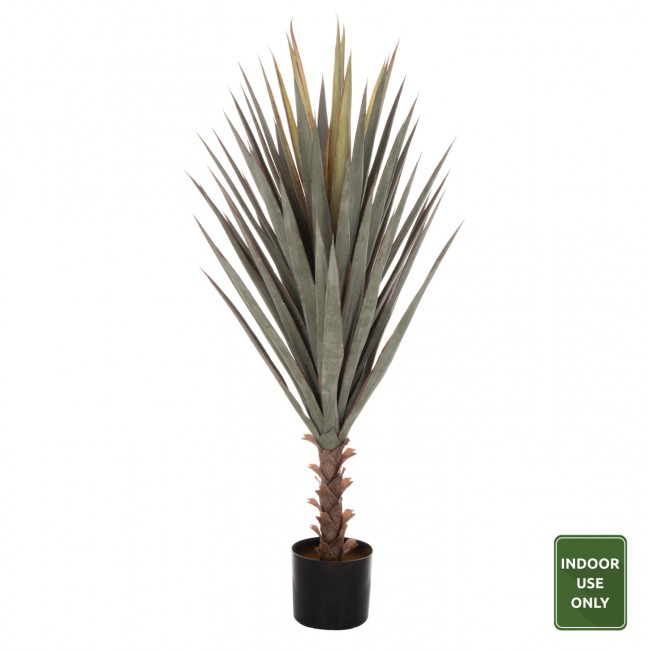 Φυτό "SISAL AGAVE" σε γλάστρα Φ17x15-120